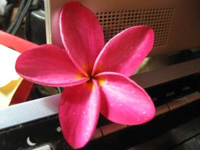 Kaneohe Sunset Plumeria Cutting