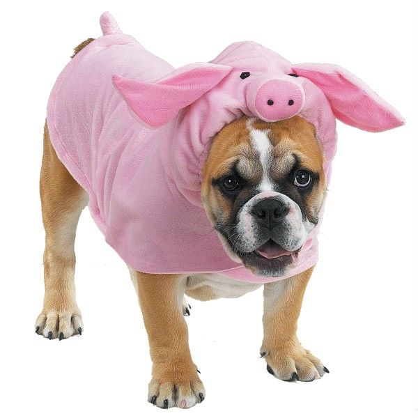 Halloween Dog Costume Clothes Apparel Piggy Pooch New