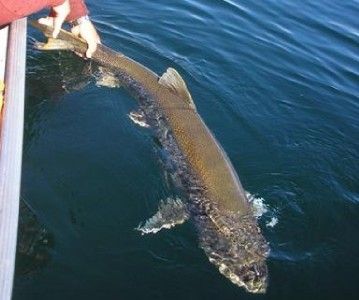 Brown Trout Killer, Produces Trouphy Browns in Muddy Conditions