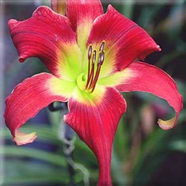 Ledgewoods Christmas Angel DF L1D Abajiang 03 DAYLILY