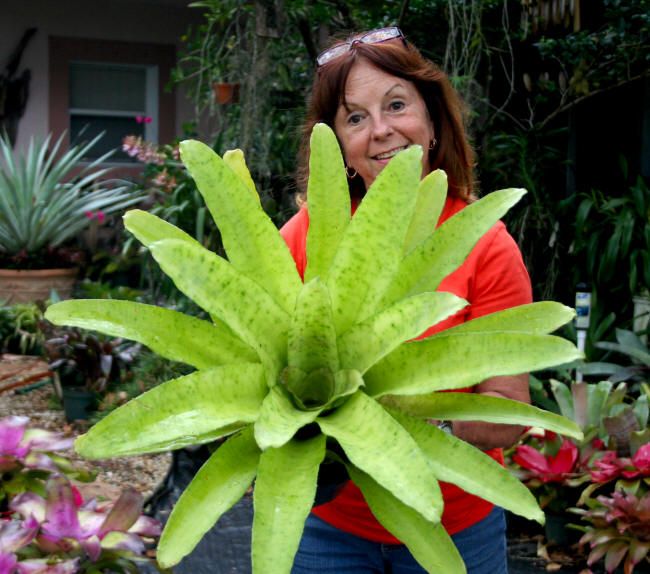 Bromeliad Edmundoa Lindenii RARE Species