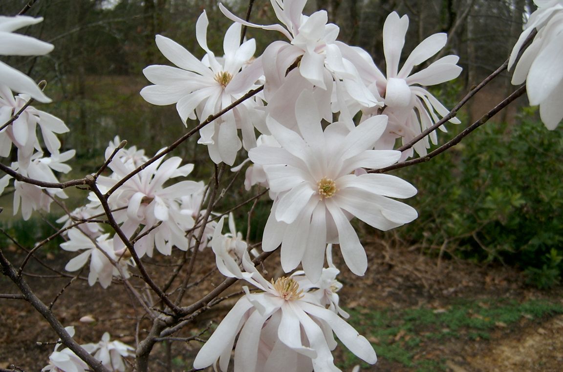 WaterLilly Magnolia Magnolia Stellata Waterlily