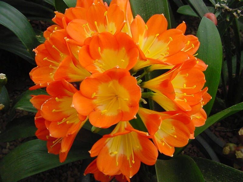 Lisa Manion Euro Hybrid Clivia Plant Seedling