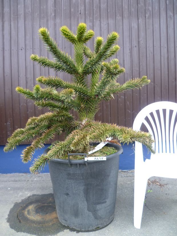 Araucaria Araucana 146cm, 55cm Topf, AA38   Chilenische Andentanne