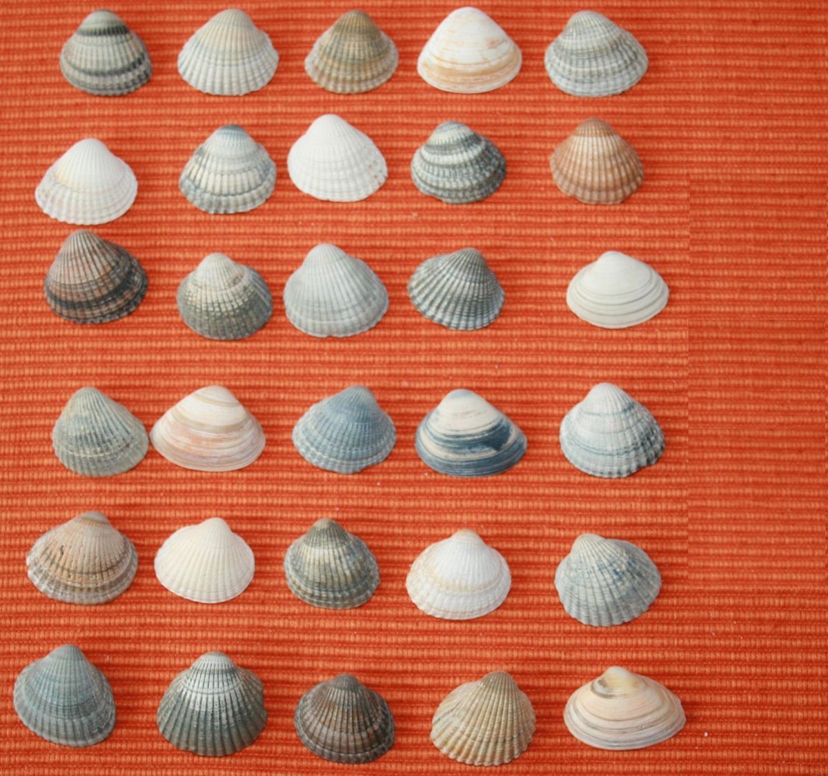 43 echte Muscheln Nordseeinsel LANGEOOG Ø 18 24mm TOP zum basteln