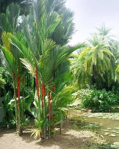 Cyrtostachys renda   Siegellack Palme, wunderschöne rote Palme