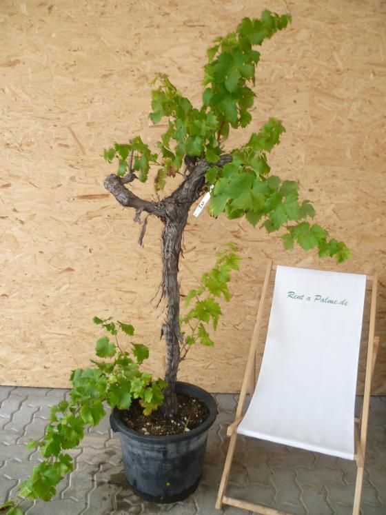 Vitis Vinifera 198cm 40cm Topf VV2 Weinrebe Weintraube Wein Weinstock