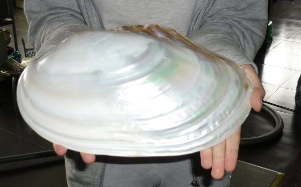 HUGE GREAT PERLE CLAM SEASHELL 270mm=10.50Inches WOW TOP