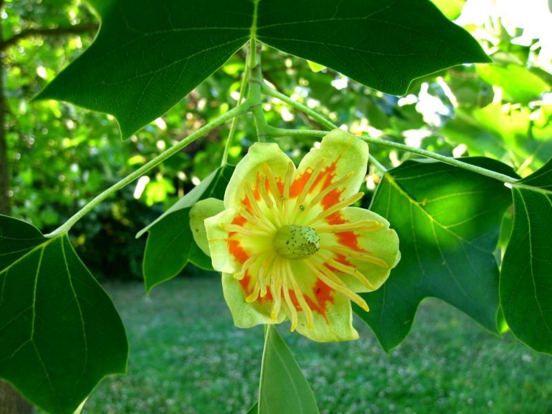 Liriodendron tulipifera, amerikanischer Tulpenbaum, 100cm