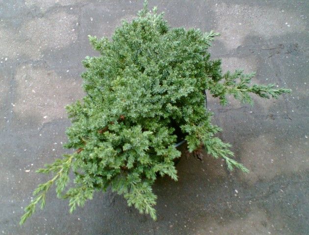 Juniperus procumbens Nana   Japanischer Kriechwacholder