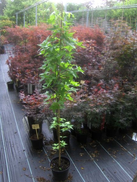 Liquidambar Slender Silhouette, Säulenamberbaum 170cm