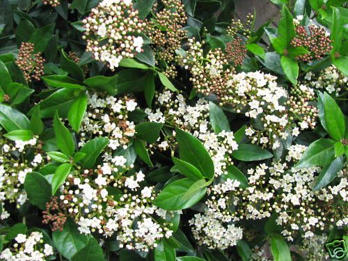 Lorbeerschneeball, Viburnum tinus ´Eve Price´