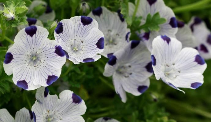 Hainblümchen, Dauerblüher mit tollen Blüten #460