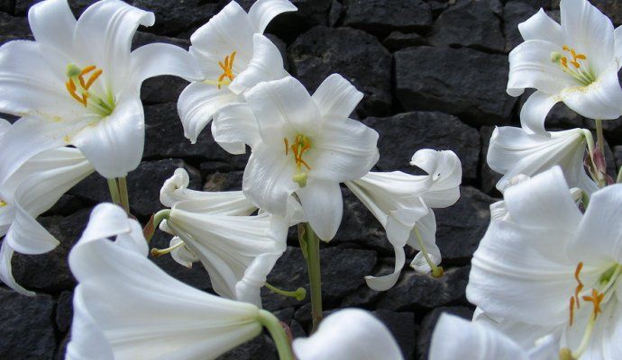 Lilium candidum, Madonnenlilie, Wildform #662