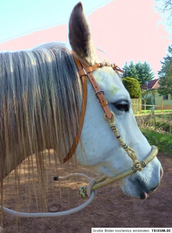 HACKAMORE WESTERNTRENSE GEBISSLOS KOPFSTÜCK ZÄUMUNG HARNESS 659