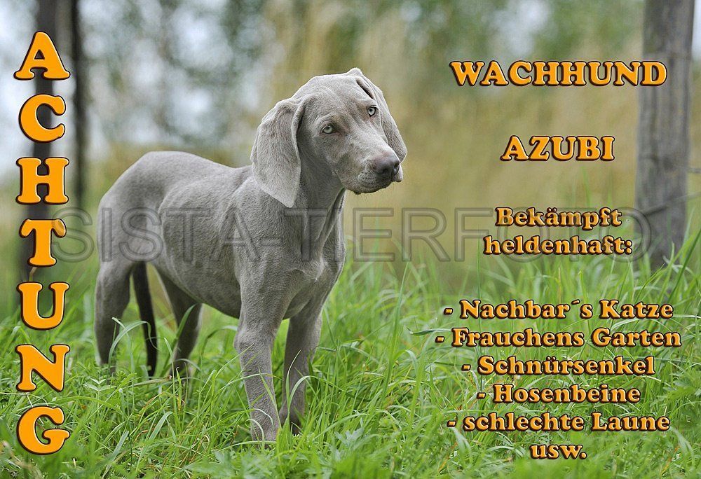 METALL WARNSCHILD WEIMARANER WELPE 699