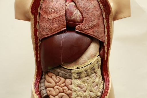 Lehrmodell menschlicher Körper Organe Gips Modell Sommer Markus Somso