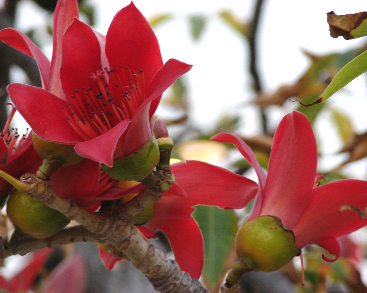 Red Silk Cotton   BOMBAX CEIBA   7 Seeds