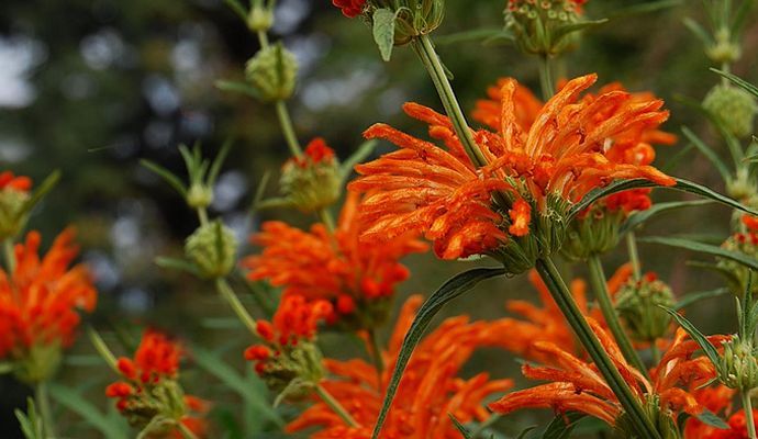 Leonotis leonurus   Löwenohr   Wild Dagga #823