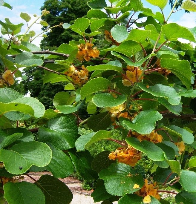 RARITÄT Kiwi Gold Actinidia chinensis Giallo essbare Früchte