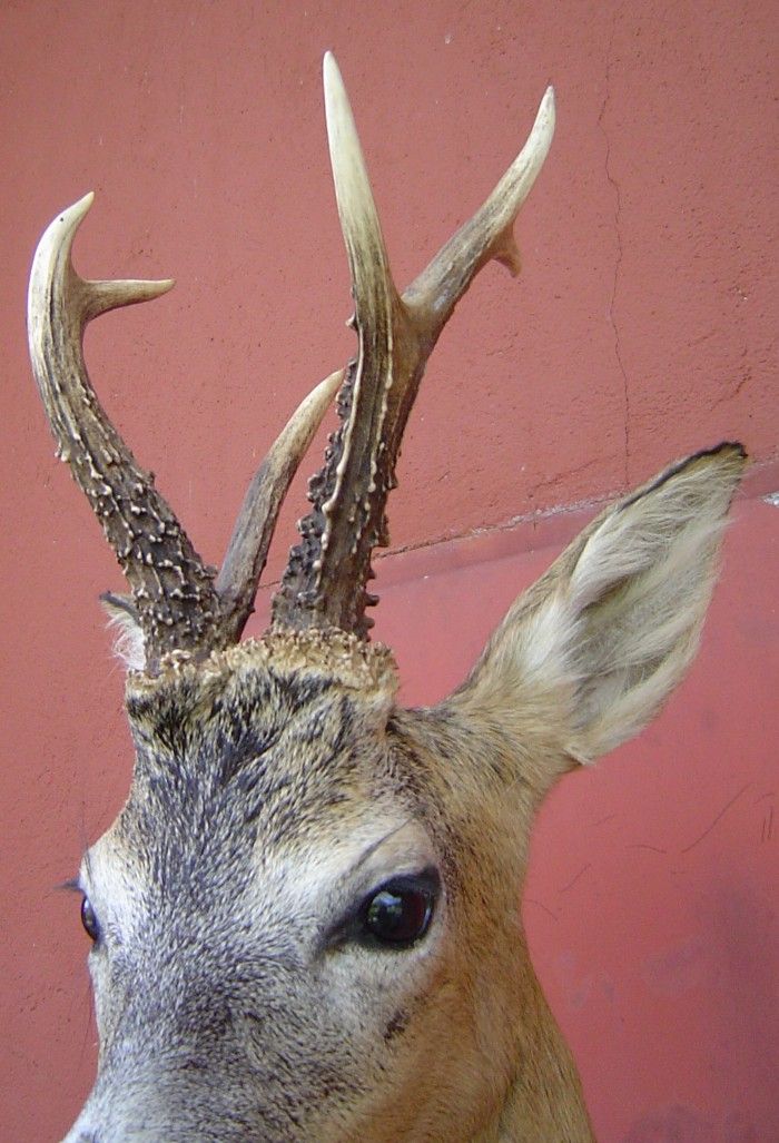 REHBOCK 468 Gr. PRÄPARAT TAXIDERMY ROE DEER CAPRIOLO CORZO CHEVREUIL