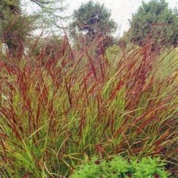 Rutenhirse Hänse Herms,Panicum virgatum, Ziergräser, Ziergras im